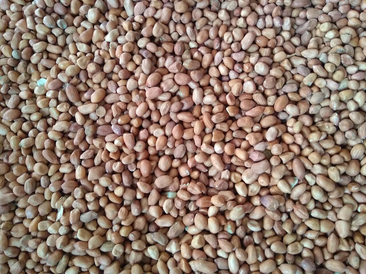 فول سوداني حب 80/90