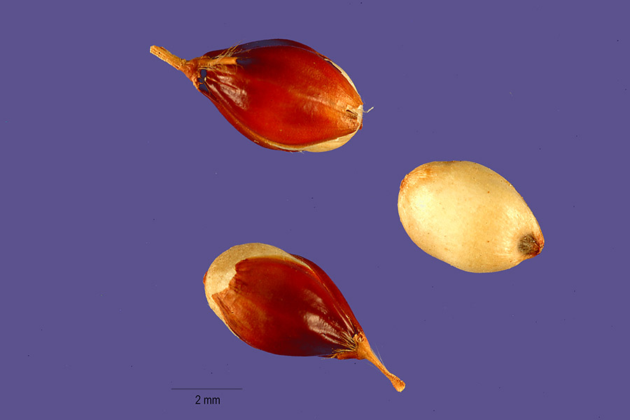 ذرة فتريتة سودانية